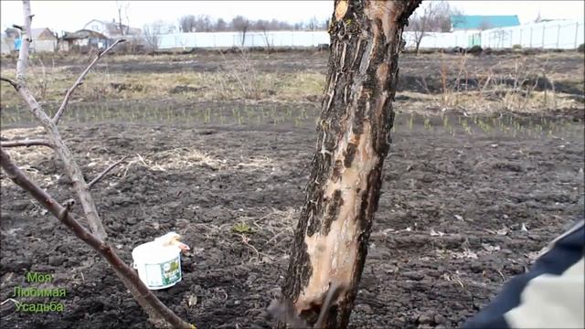 КАК И ЧЕМ ПОБЕЛИТЬ ПЛОДОВЫЕ ДЕРЕВЬЯ//МОЯ ЛЮБИМАЯ УСАДЬБА смотреть онлайн