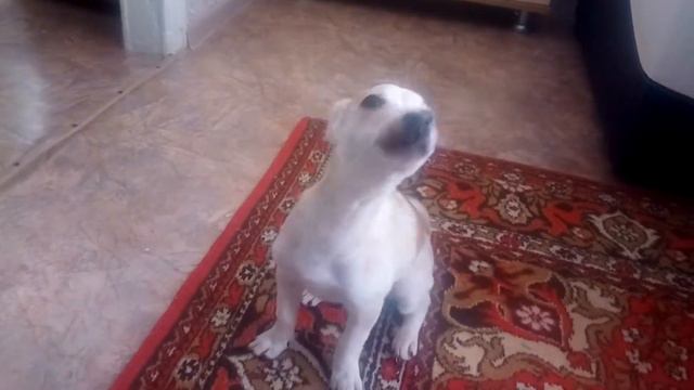 Бимка снова поет смотреть онлайн