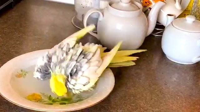 Cockatiel parrot likes to take a bath 🛀 Parrot's rave 🥳 I'm so happy 😎 смотреть онлайн