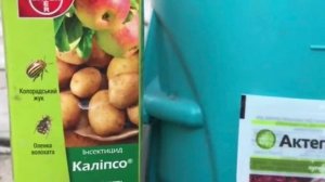 Сохнет можжевельник Стрикта. Как спасти?