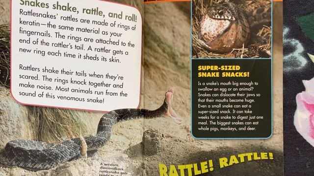 Snakes! | Science Scoops смотреть онлайн