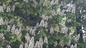 Да будет дом ваш полной чашей🌺Счастья детям вашим🌼Мира,солнца и любви🌺...