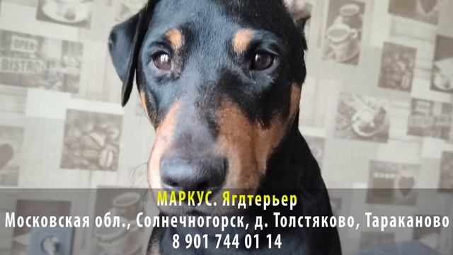 ДОМА! МАРКУС. Ягдтерьер. Московская область, г. Солнечногорск, д. Толстяково, Тараканово смотреть онлайн