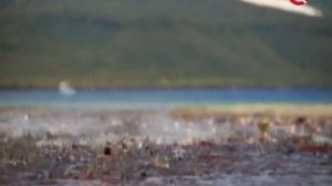 Про "Закон о рыбалке" и Крайнего