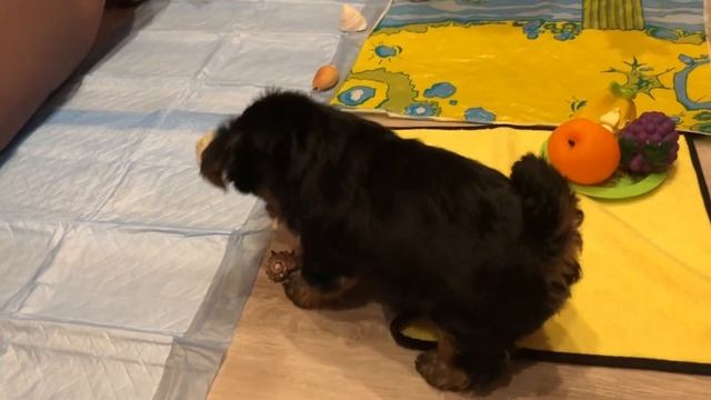 ? «ИГРЫ СО ЩЕНКОМ (часть 1)»? /Как и чем развлечь собаку в доме/ Щенок в доме /Смешные собаки/ смотреть онлайн