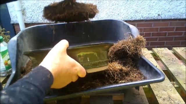 Lonicera as Acacia Bonsai May 2023 смотреть онлайн