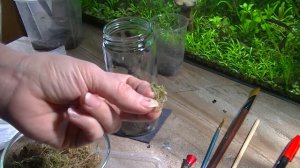 Мини флорариум в баночке своими руками.