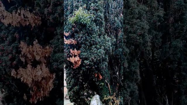 ? Необычные растения. Ядовитые ягоды. Тис ягодный и первый снег в ноябре #shorts смотреть онлайн