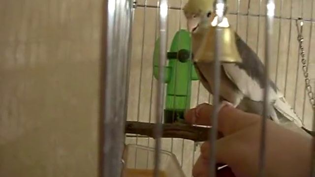 Приучение кореллы к рукам 3/4 смотреть онлайн