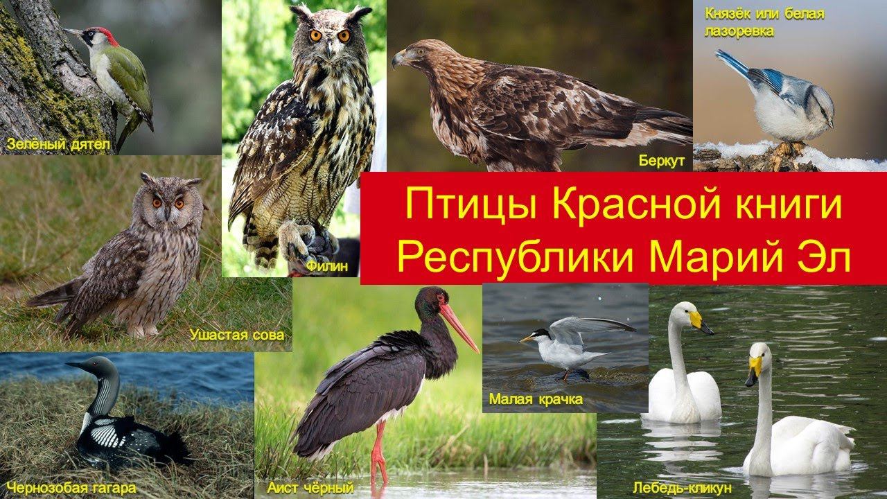 Птицы из Красной книги Республики Марий Эл смотреть онлайн