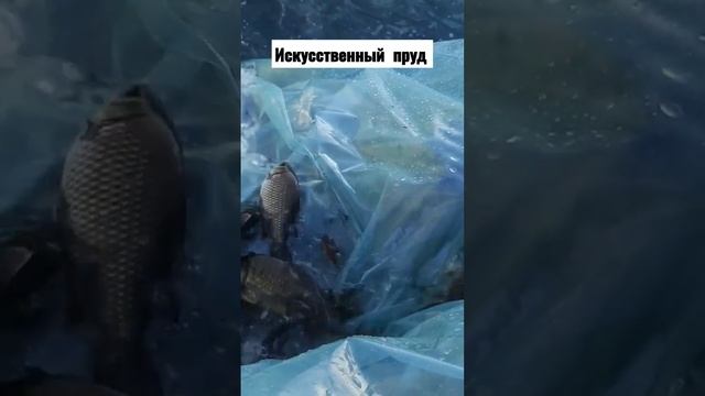 ??Рыба в Искусственный пруд из плёнки 120 микрон #Shorts смотреть онлайн