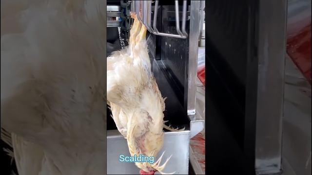 Scalding Makes Plucking Perfect смотреть онлайн