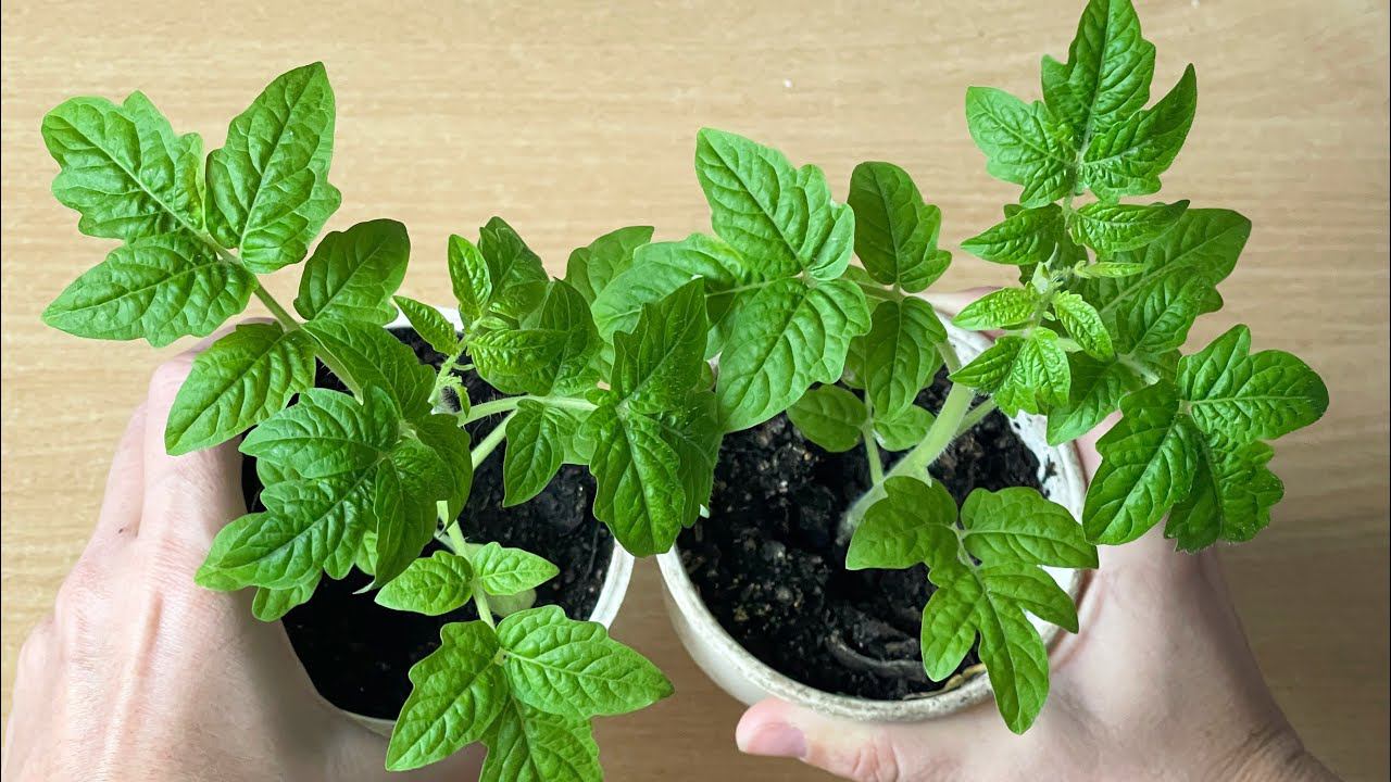 Рассада из слабой в толстенькую за 2 дня, сама не ожидала такого результата, лучшая первая подкормка смотреть онлайн