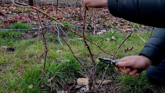 Как обрезать молодые кусты винограда?? смотреть онлайн