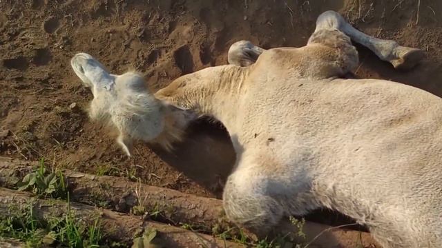 Двугорбые верблюды в поместье, спасаются от слепней смотреть онлайн