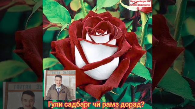 Гули садбарг чӣ рамз дорад. Символ роза. Ботаника. смотреть онлайн
