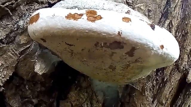 Phellinus igniarius on Willow смотреть онлайн