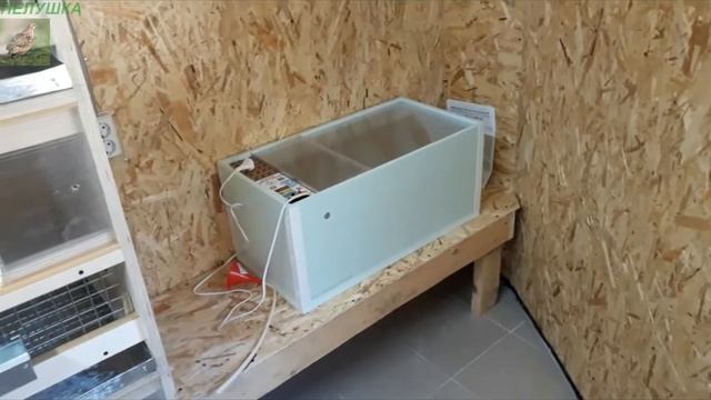 Домашняя перепелиная мини ферма #1 /Перепелятник своими руками /Устройство перепелятника смотреть онлайн