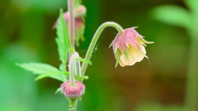 Все о траве Гравилат речной от Здравницы Полынь смотреть онлайн