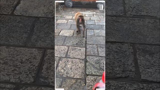 The Best of Monkey Videos - A Funny Eating Monkeys Compilation Ep245 смотреть онлайн
