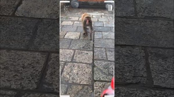 The Best of Monkey Videos - A Funny Eating Monkeys Compilation Ep245