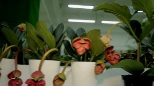 Мединилла уход в домашних условиях