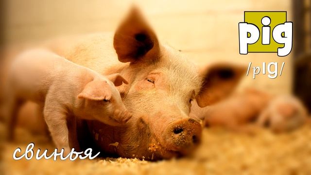 Domestic Animals – Домашние животные на английском языке смотреть онлайн