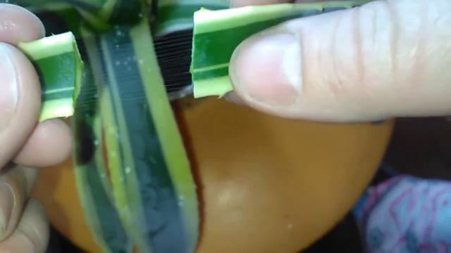 Агава з Кіпру, росте на підвіконні в Україні смотреть онлайн