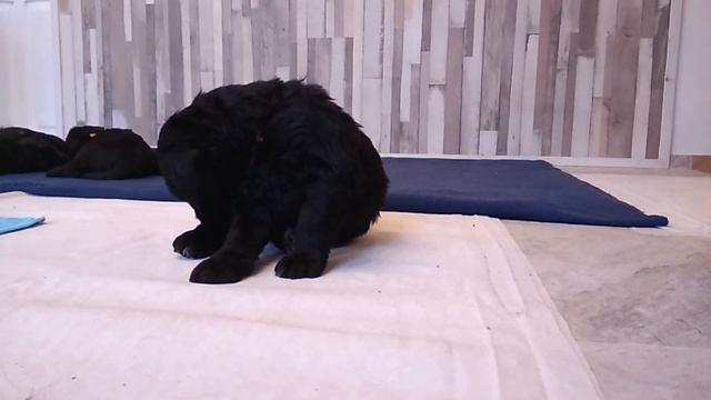 Питомник РЧТ "Отважный Воин (Минск) смотреть онлайн