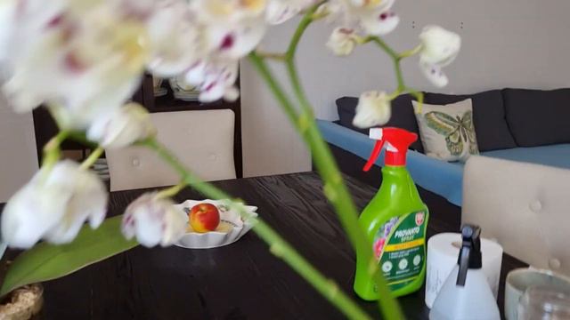 СПАСЕНИЕ орхидеи МОЕЙ МЕЧТЫ! смотреть онлайн