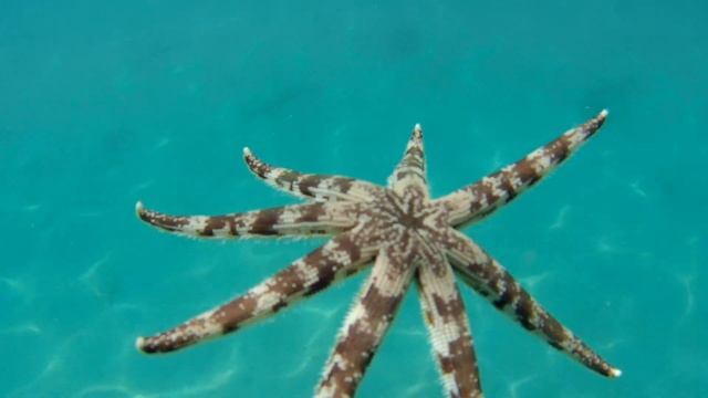 Морская звезда смотреть онлайн