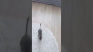 как дрессировать белку дегу