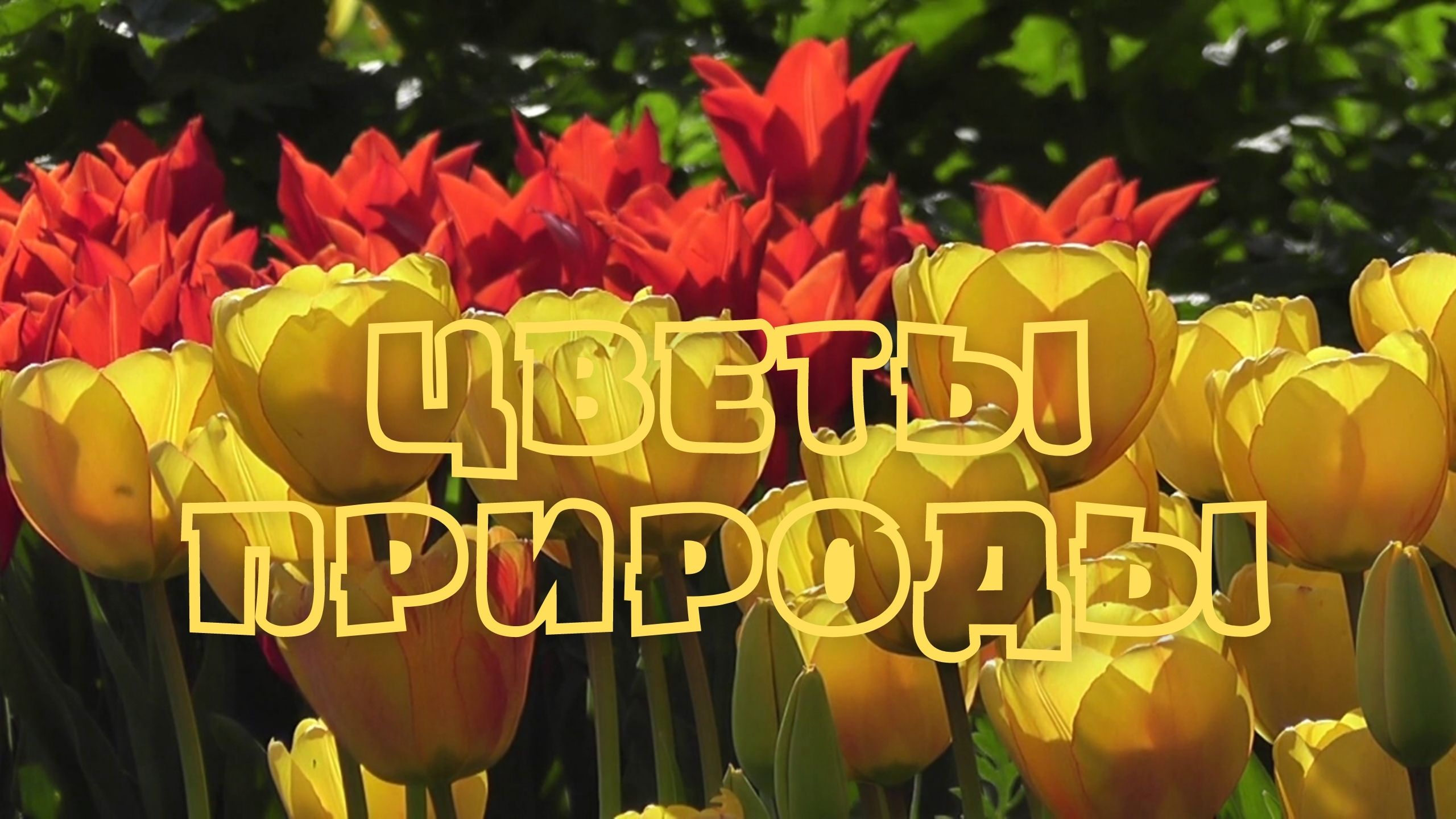 ЦВЕТЫ ПРИРОДЫ. Красивая музыка для души Эдгара Туниянца смотреть онлайн