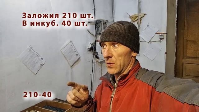 Итоги модернизации инкубатора Блиц 48 смотреть онлайн
