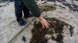 Добыча янтаря в Балтийском море