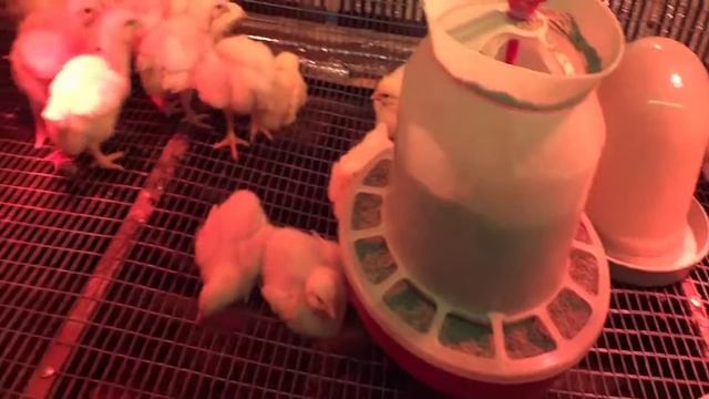 Бройлеры 2018. Первый опыт / Часть 5: Вес недельного бройлера смотреть онлайн