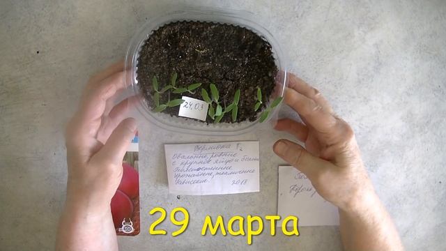 Опять чудеса всхожести томатов. И не понятно, в чем причина. смотреть онлайн