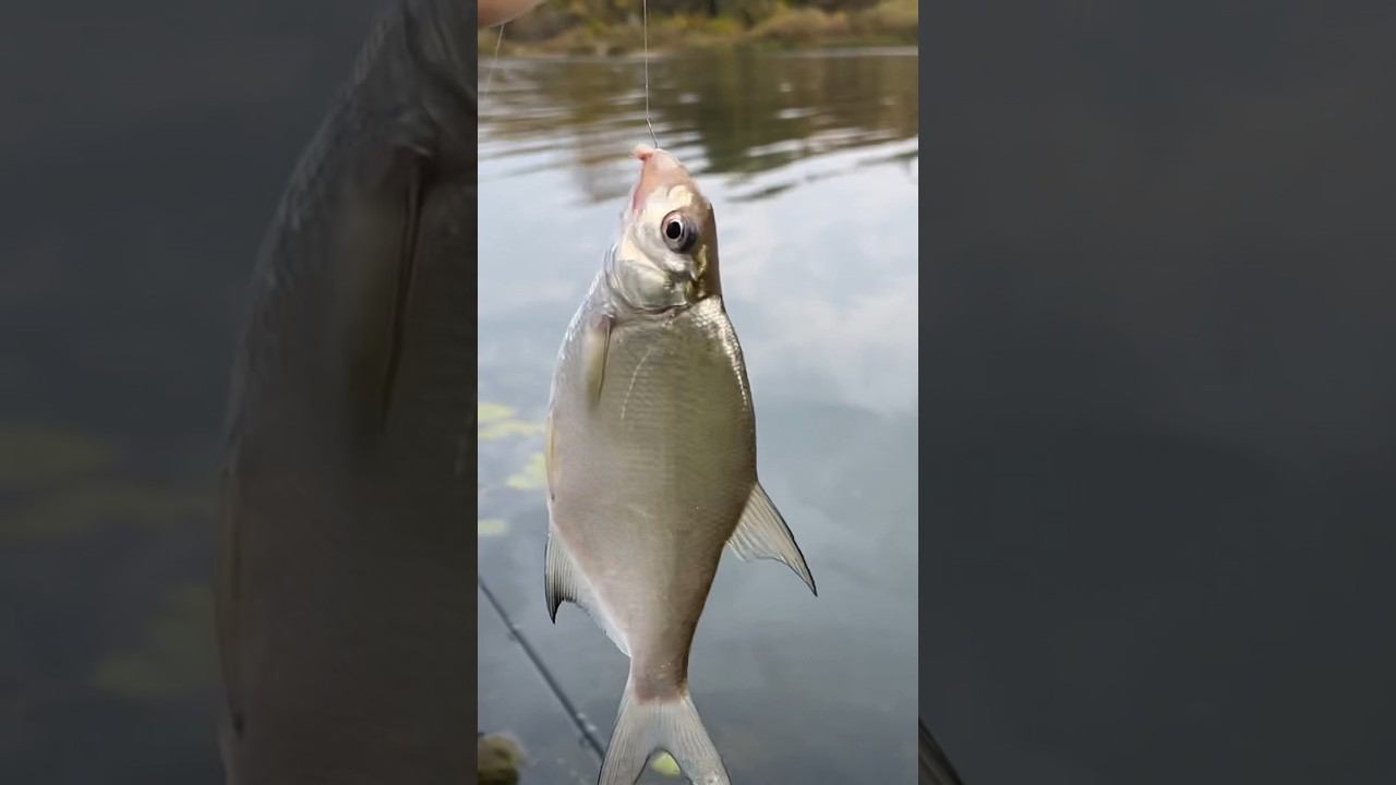 Подошёл подлещичик #рыбалкакстово #лещнафидер смотреть онлайн