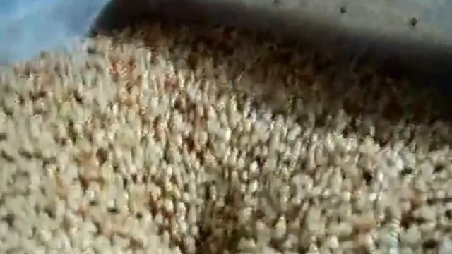 Переработка (шелушение) кедрового ореха в ядро смотреть онлайн