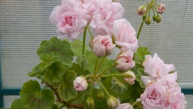 Пеларгония Millfield Rose (Милфилд Роуз) смотреть онлайн