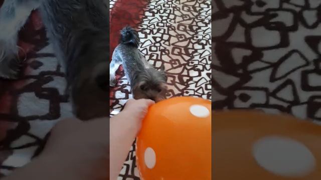 Йорки любимые мамзики смотреть онлайн