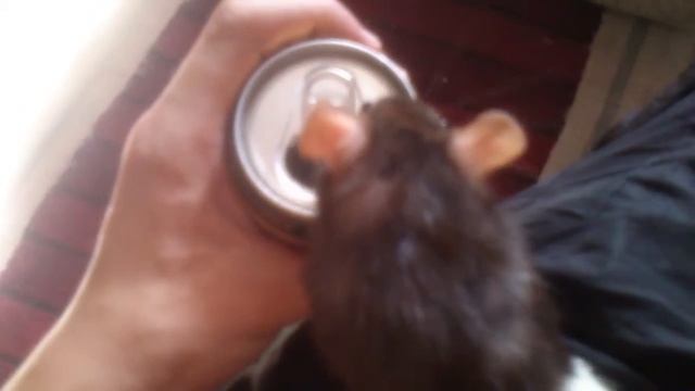 крыса марфа смотреть онлайн