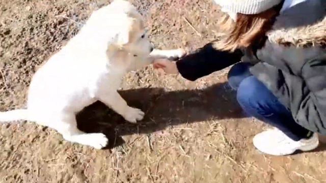 Дрессировка щенков(Алабаи) 🐶 смотреть онлайн