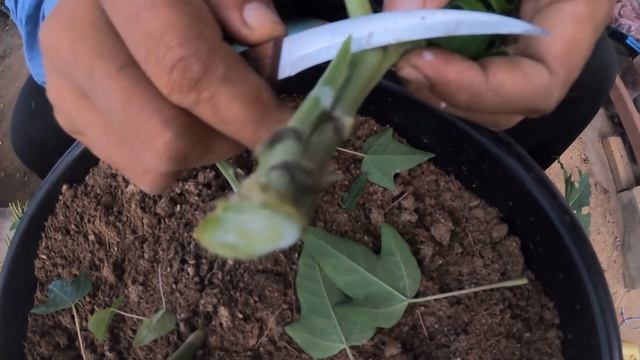 Papaya Grafting Technique ( stone graft ) смотреть онлайн
