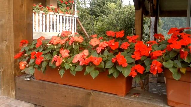 Бальзамин...Достоинства и недостатки смотреть онлайн