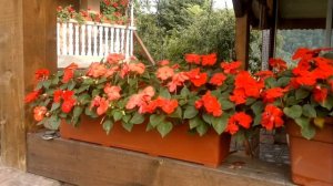 Бальзамин...Достоинства  и недостатки