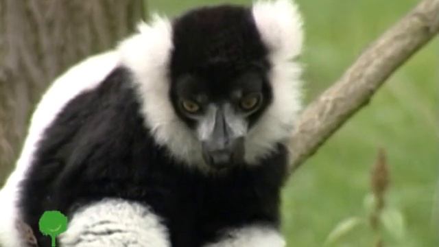 Feldmanecopark Мадагаскарские Лемуры смотреть онлайн