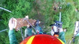 Спил высокой сосны по частям от первого лица