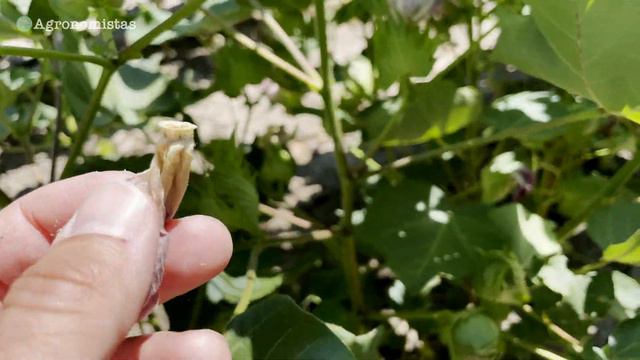 ΓΙΑΤΙ υπάρχουν λευκά και ροζ άνθη στο Βαμβάκι | Agronomistas