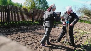 Табак. Высадка в поле. Капельный полив монтаж. Эксперименты с рассадой,окончание эксперимента 2022